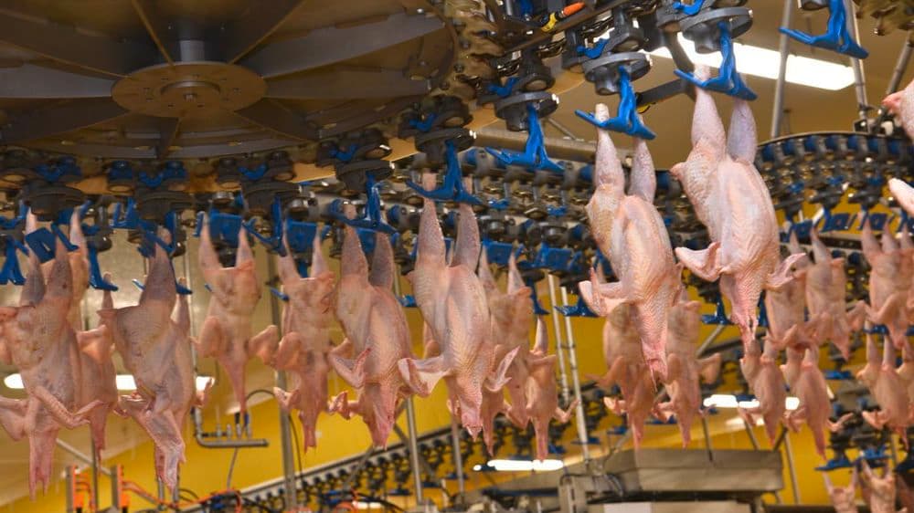 Abattoirs & Hygiène Industrielle
